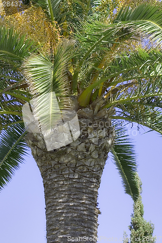 Image of Palm tree