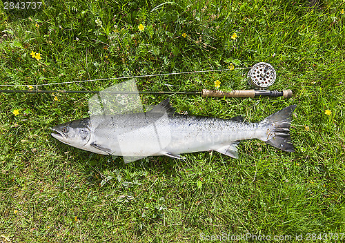 Image of Large salmon just caught