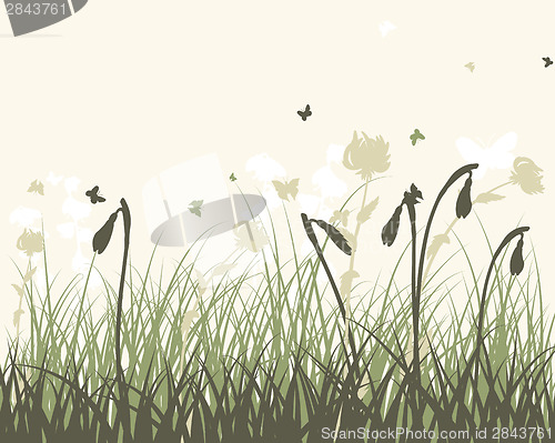 Image of Summer meadow 