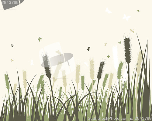 Image of Summer meadow 