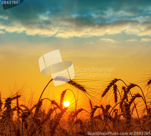 Image of field with harvest at sunset