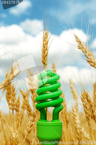 Image of green eco bulb in field with harvest