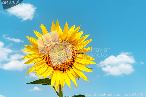 Image of golden sunflower and blue sky as background