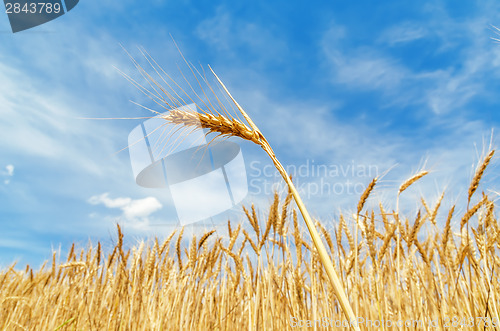 Image of ear of wheat on field. soft focus