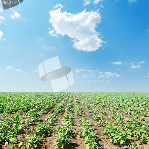 Image of cloud in blue sky over field with green sunflowers