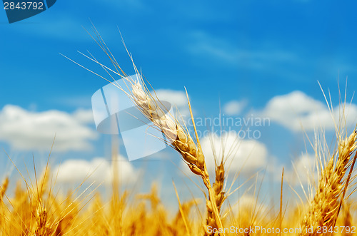 Image of golden barley on field under blue sky