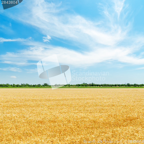Image of golden field with harvest under clouds in blue sky