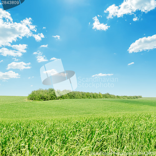 Image of green grass field and blue sky