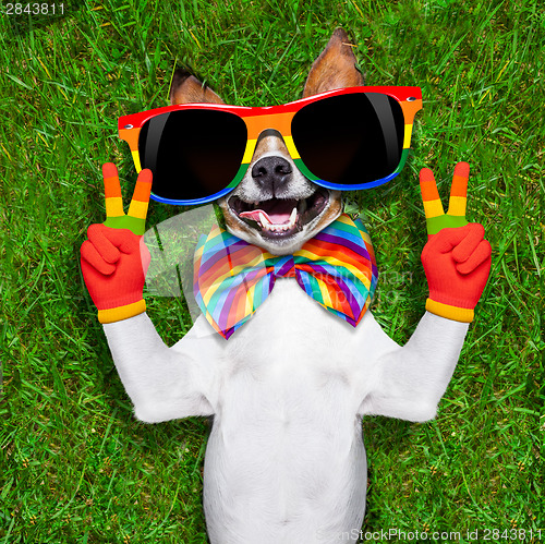 Image of very funny gay  dog