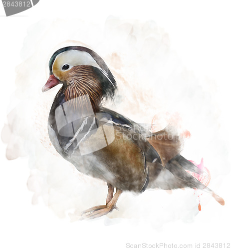 Image of Watercolor Image Of A Mandarin Duck