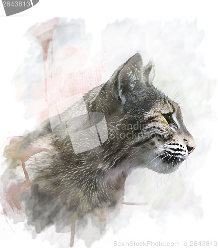 Image of Watercolor Image Of  Bobcat