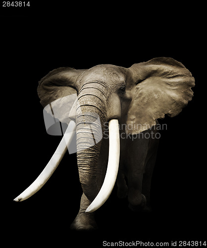 Image of African Elephant 
