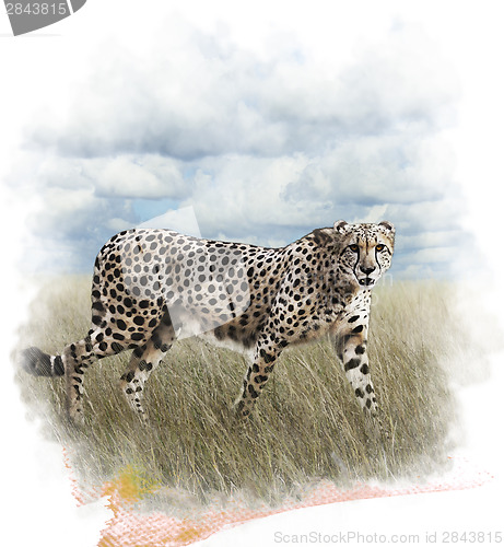 Image of Watercolor Image Of Cheetah