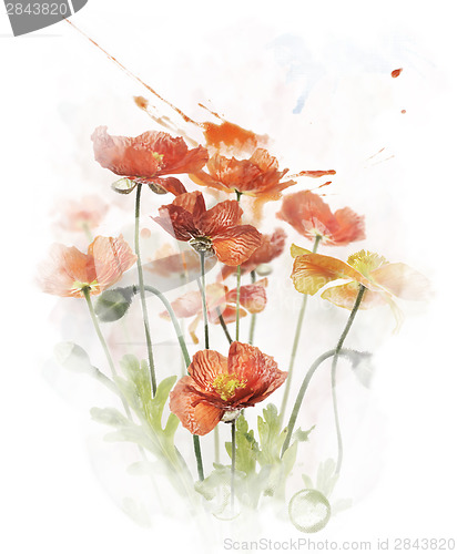 Image of Watercolor Image Of  Red Poppy Flowers