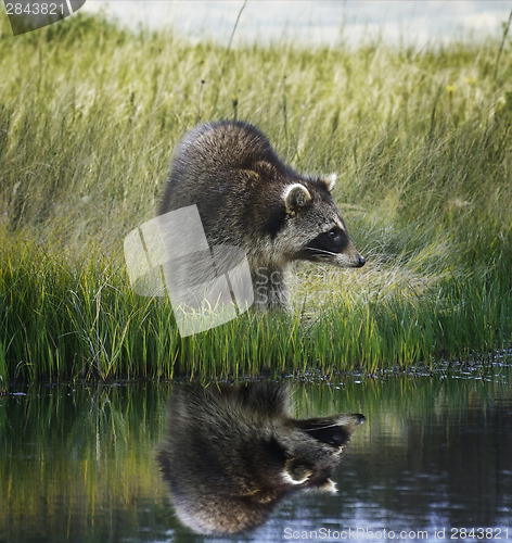 Image of Raccoon  On Grassy Bank 