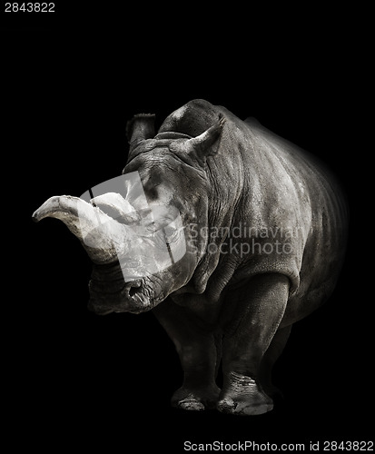 Image of Rhinoceros On Black Background 