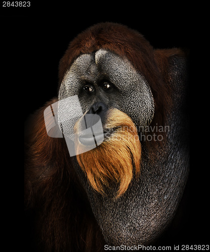 Image of Orangutan Portrait 