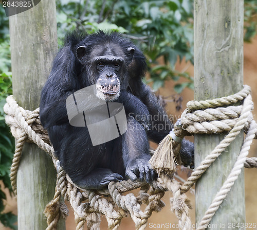 Image of Chimpanzee