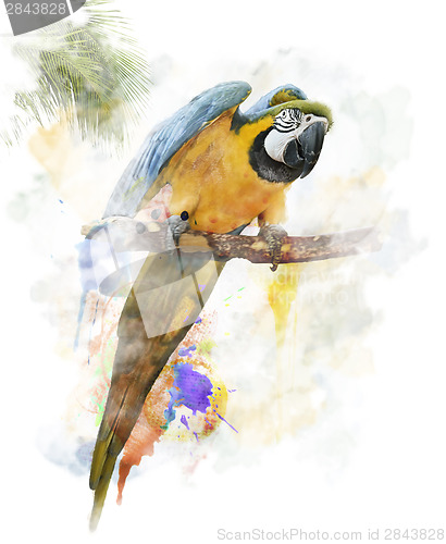 Image of Watercolor Image Of Parrot