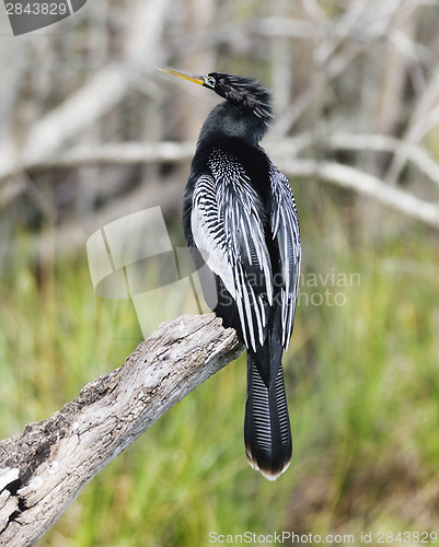 Image of Anhinga (Anhinga anhinga) Perching 