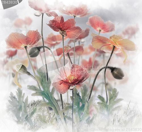 Image of Red Poppy Flowers