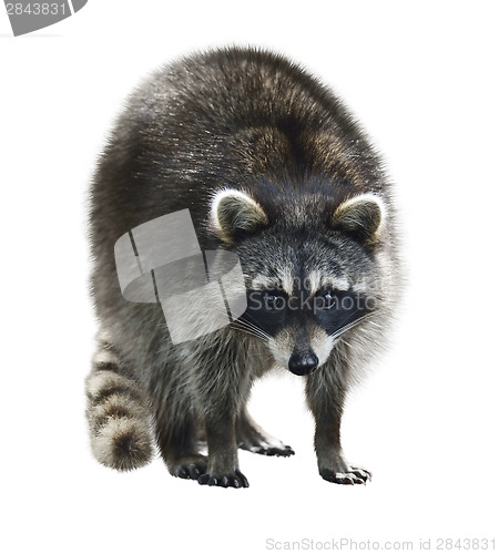 Image of Raccoon