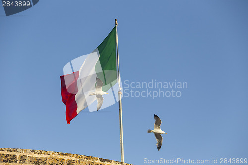 Image of Seagulls flying near Italian flag