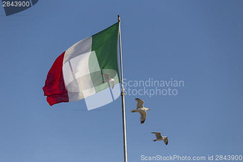 Image of Seagulls flying near Italian flag