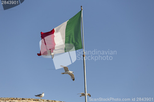 Image of Seagulls flying near Italian flag