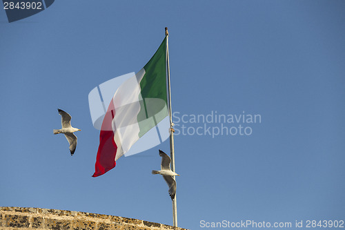 Image of Seagulls flying near Italian flag