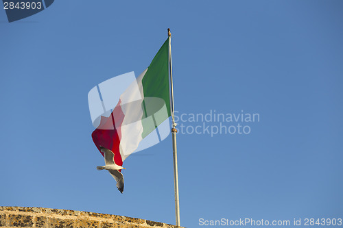 Image of Seagulls flying near Italian flag