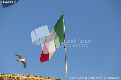Image of Seagulls flying near Italian flag