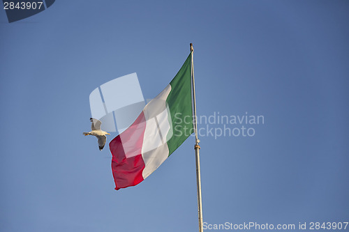 Image of Seagulls flying near Italian flag