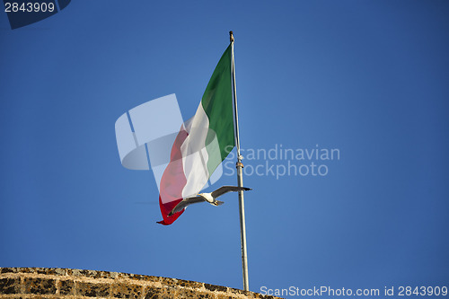 Image of Seagulls flying near Italian flag