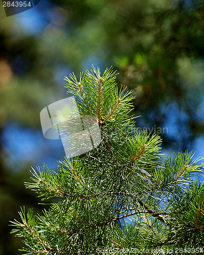 Image of Pine Tree