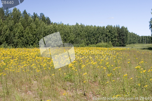 Image of blue sky, green forest and yellow field