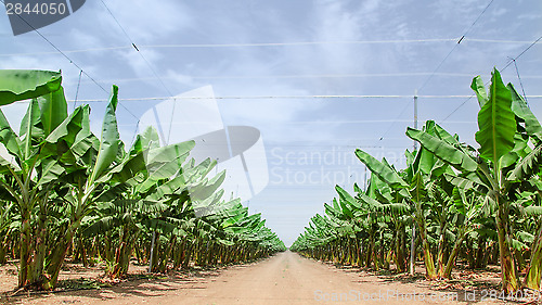 Image of Road stretches to the horizon in palm orchard