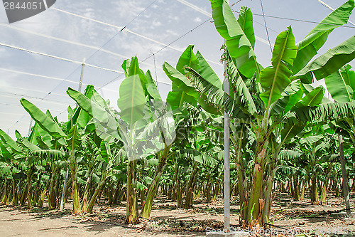 Image of Banana palm trees rows on cultivated fruit orchard