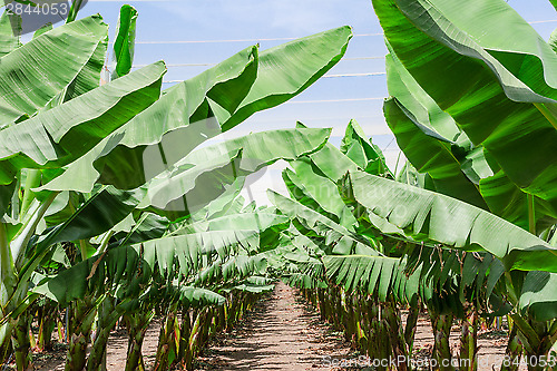 Image of Lush leafage of banana palm trees in orchard plantation
