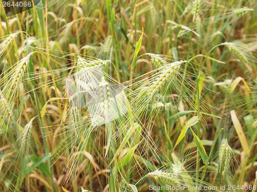 Image of Barleycorn field