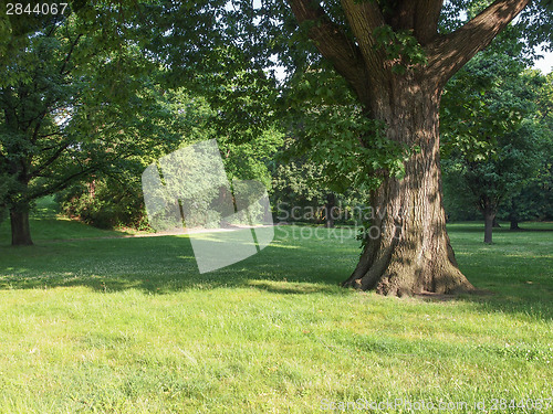 Image of Tree in a park