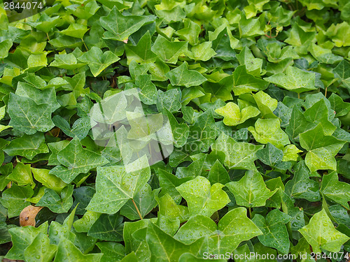 Image of Ivy leaves