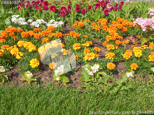 Image of Flower garden