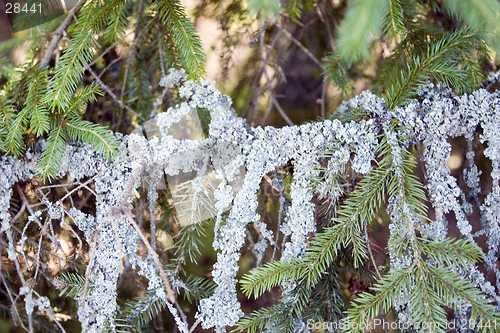 Image of fir branch