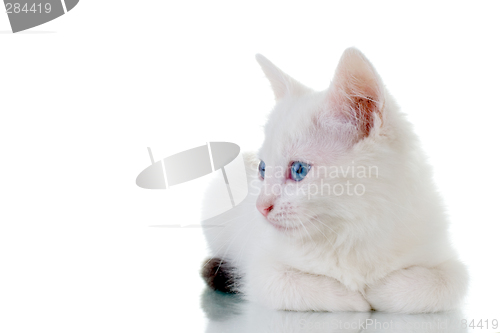 Image of Cute White Kitten