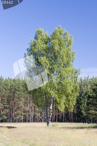 Image of Birch