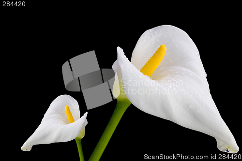 Image of Two White Callas