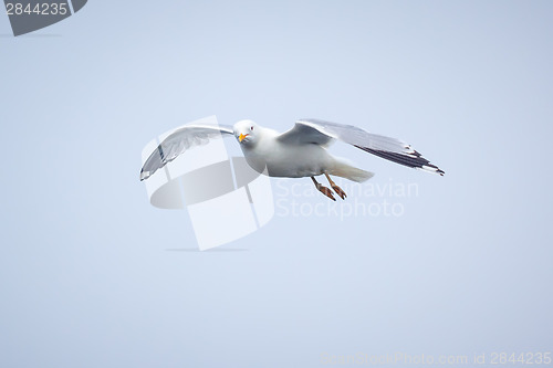 Image of seagull