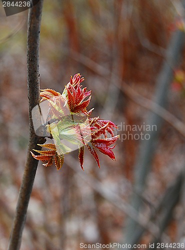Image of leafs
