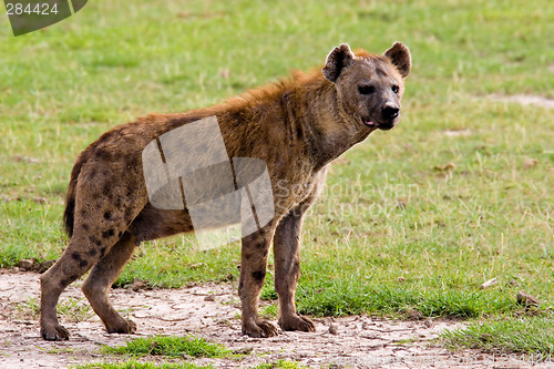 Image of Spotted Hyena